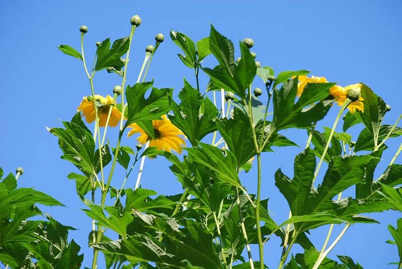 皇帝ひまわりの開花