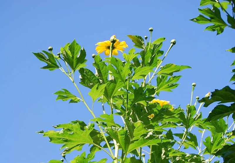 皇帝ひまわりの開花