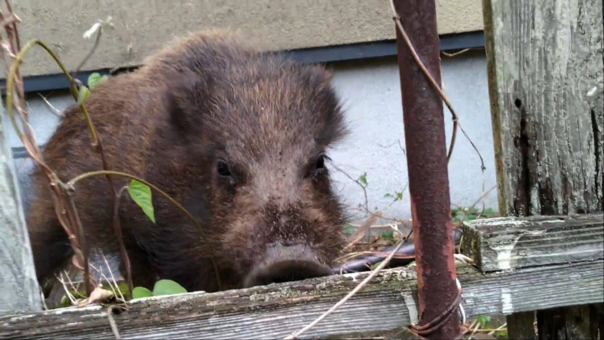 隣家の庭に侵入した子イノシシ