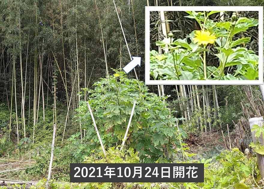 毎年同じ日に咲く皇帝ひまわりの花