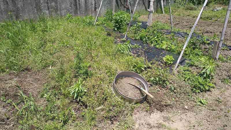 1年放っておいた畑の雑草