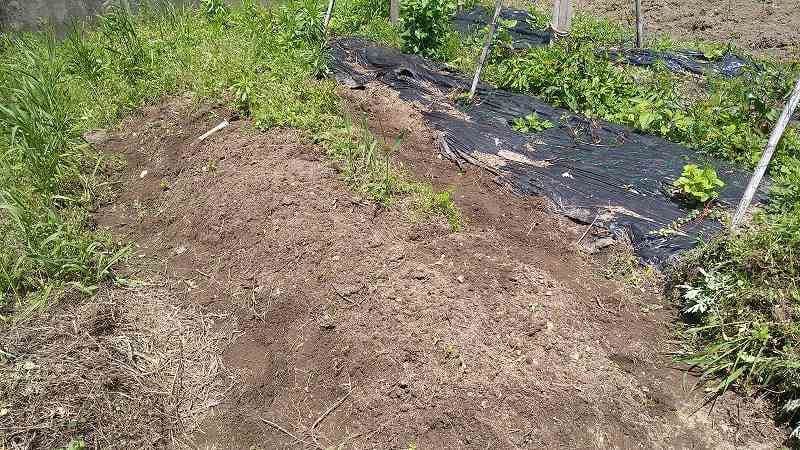 根切り鎌を使って除草