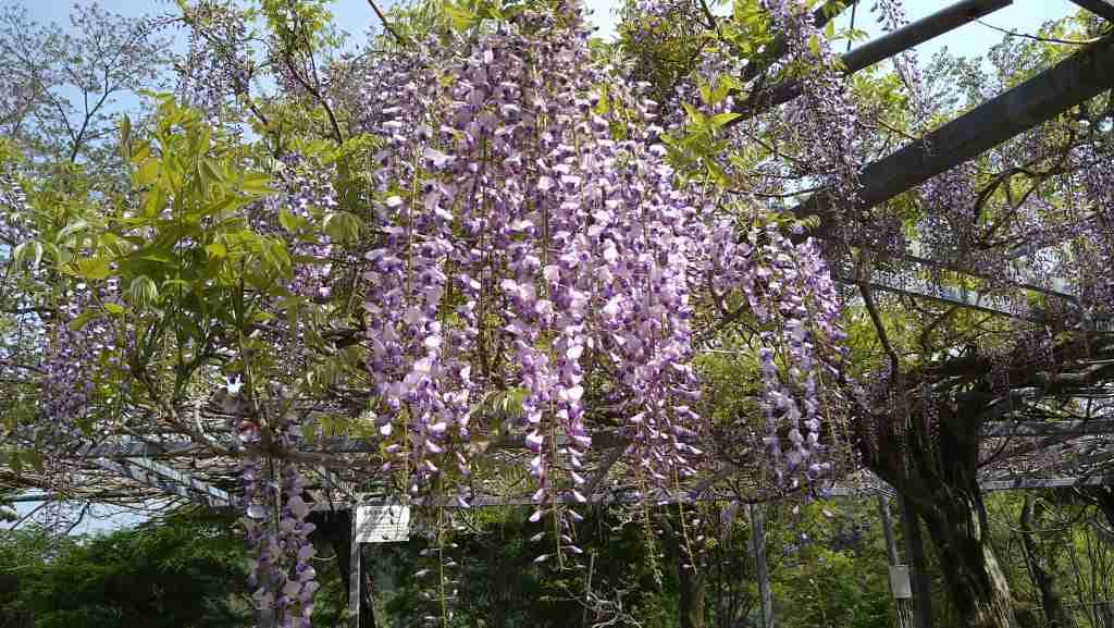 まだ一部ですが藤の花-2