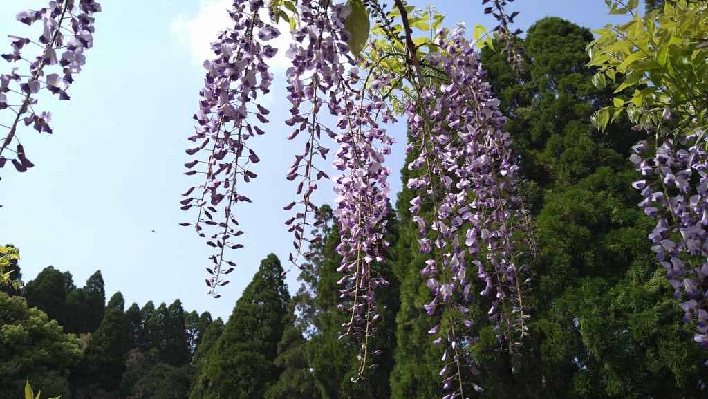 まだ一部ですが藤の花
